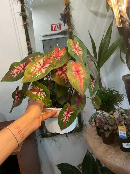 Caladium Carolyn Whorton