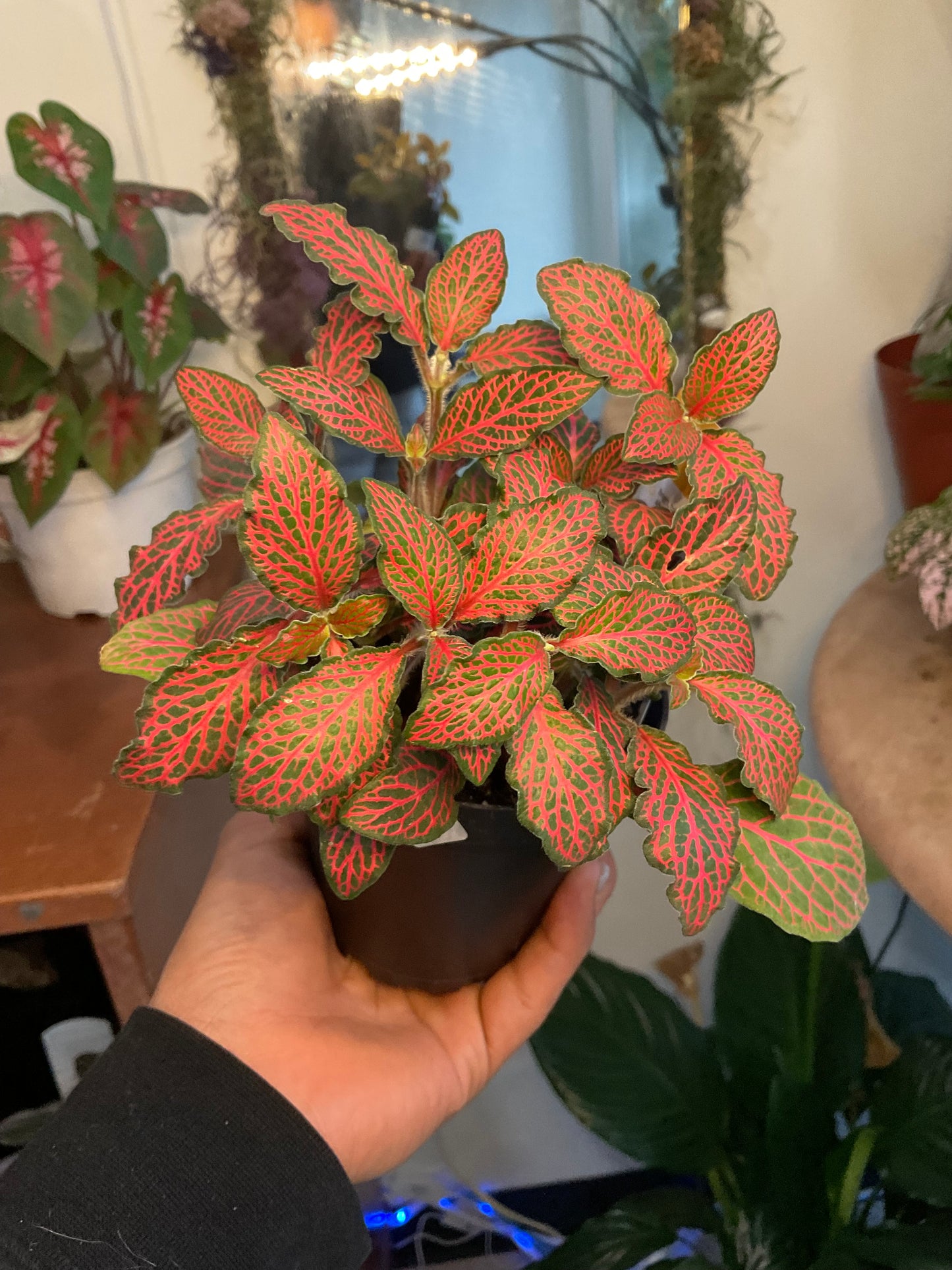 Ruby Red Fittonia