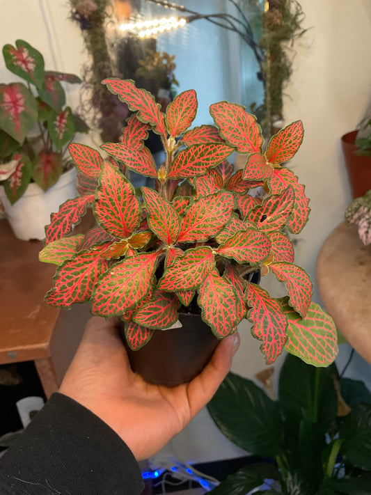 Ruby Red Fittonia