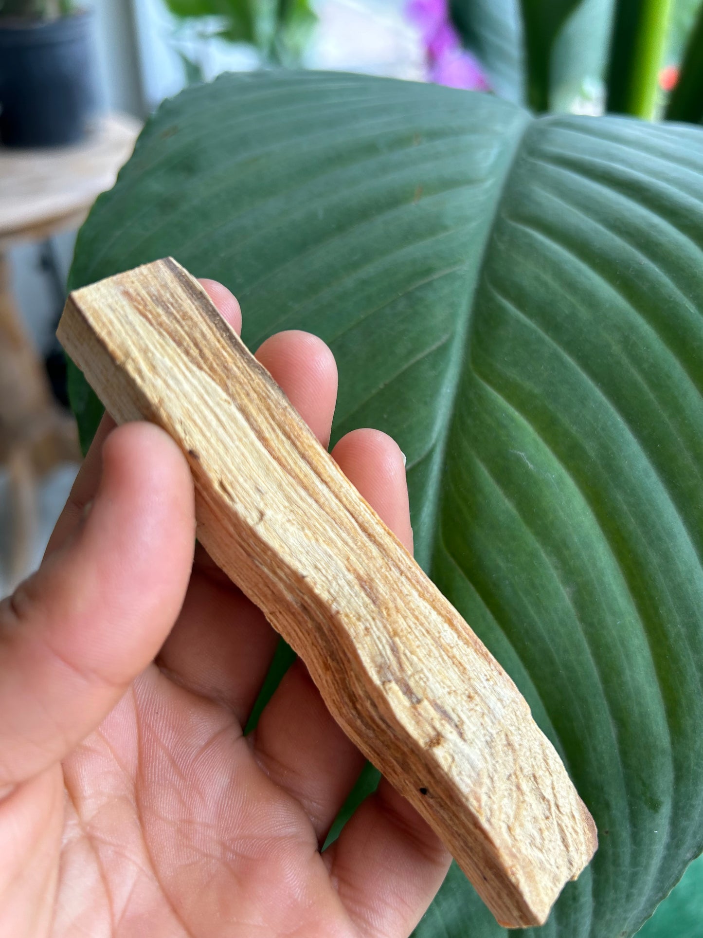 PALO SANTO
