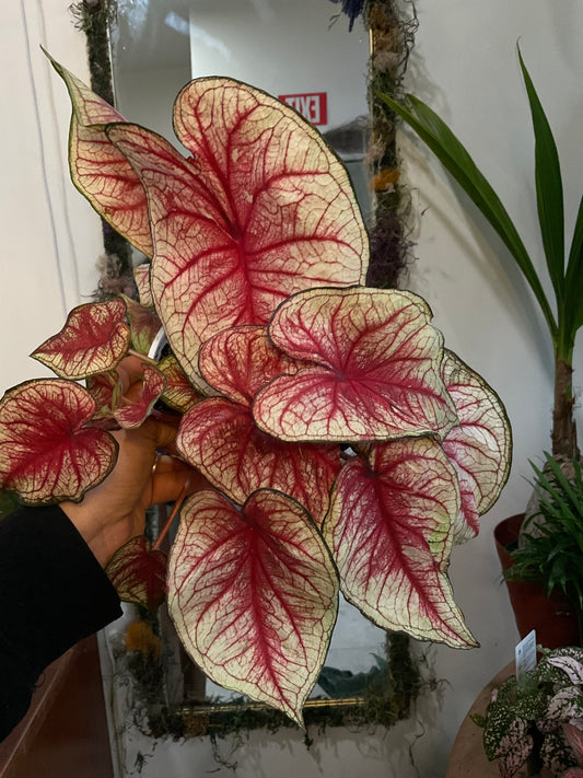 Sizzle Caladium