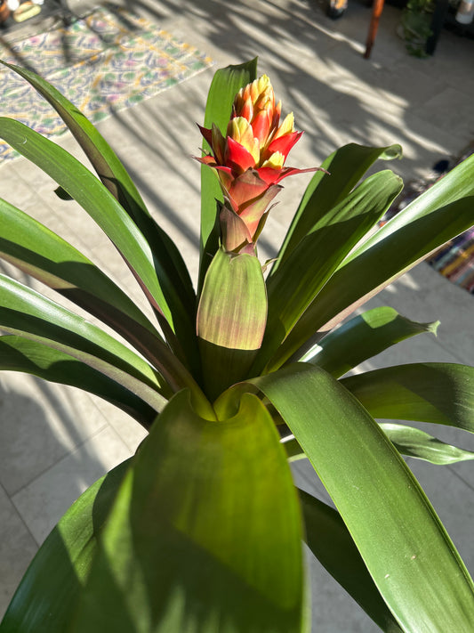 Bromeliad Guzmania