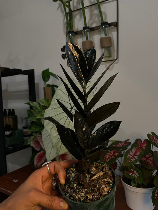 Raven ZZ Plant