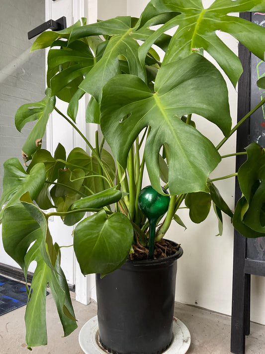 Big Monstera 10 inch pot