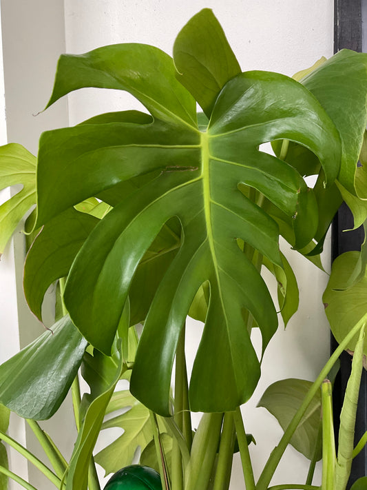 Big Monstera 10 inch pot