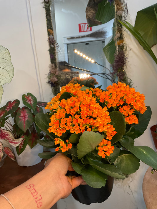 Orange Kalanchoe